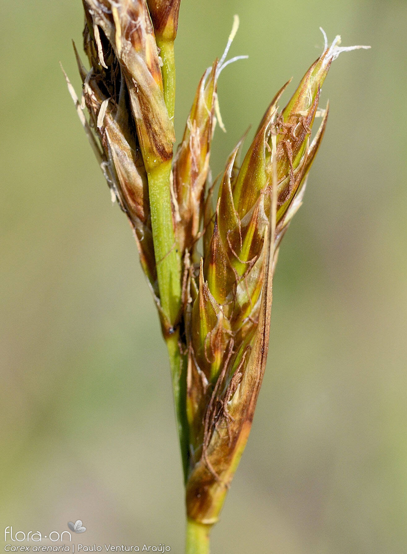 Carex arenaria - Flor (close-up) | Paulo Ventura Araújo; CC BY-NC 4.0