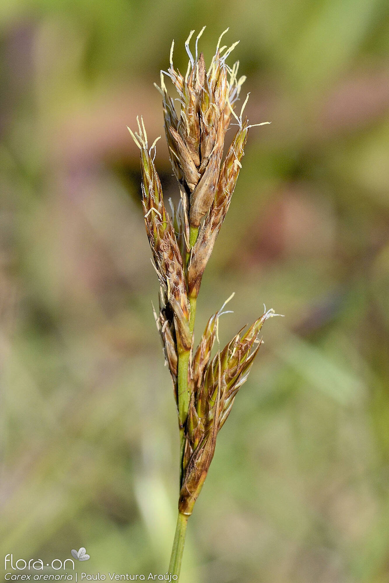 Carex arenaria - Flor (geral) | Paulo Ventura Araújo; CC BY-NC 4.0