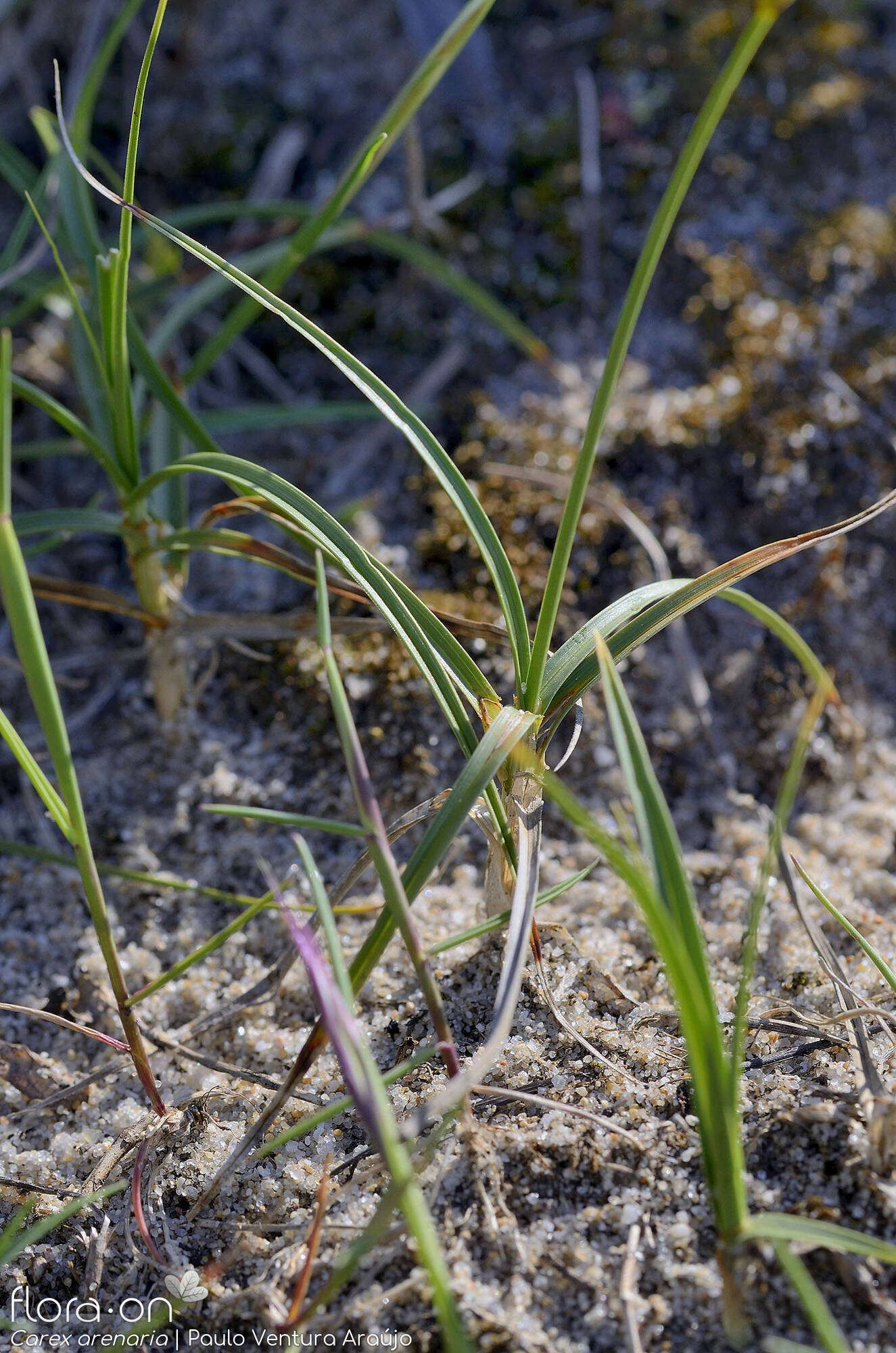 Carex arenaria - Folha (geral) | Paulo Ventura Araújo; CC BY-NC 4.0