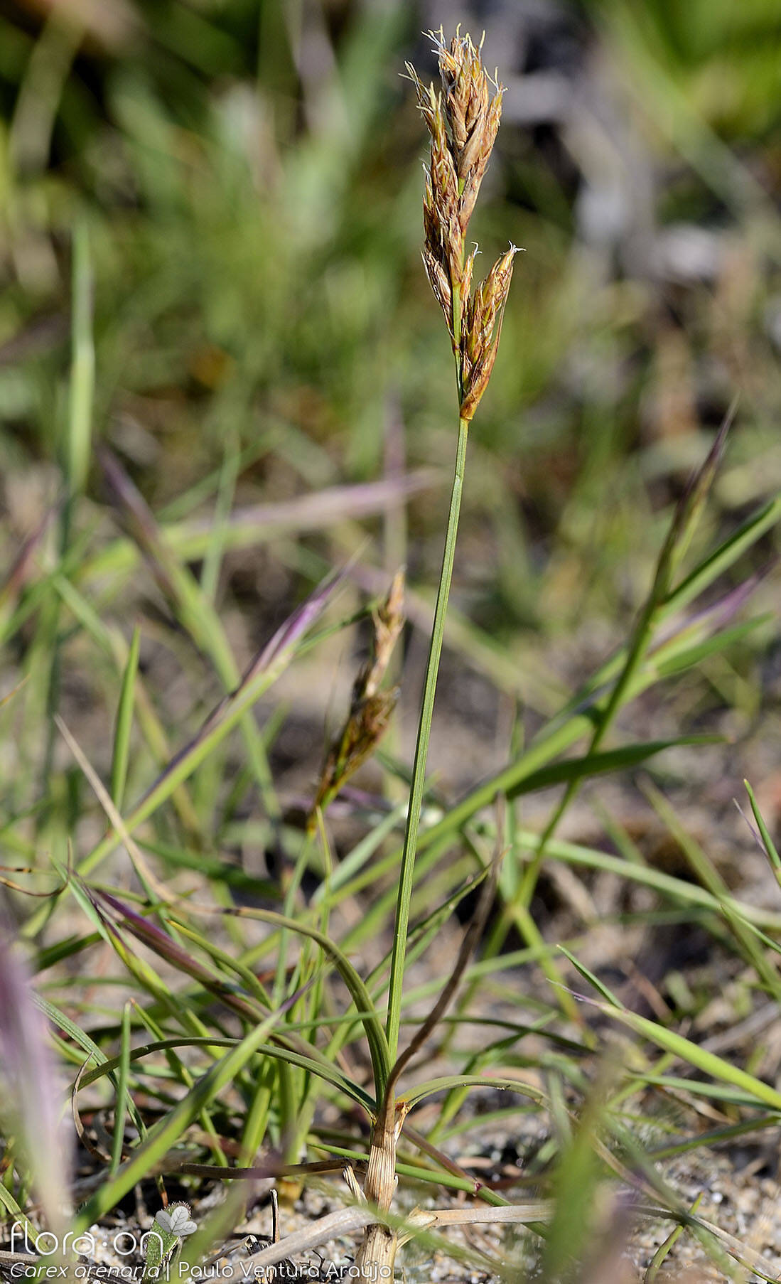 Carex arenaria - Hábito | Paulo Ventura Araújo; CC BY-NC 4.0
