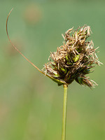 Carex divisa