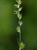 Carex divulsa
