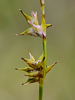 Carex echinata
