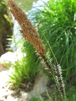 Carex elata