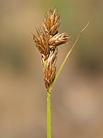 Carex leporina