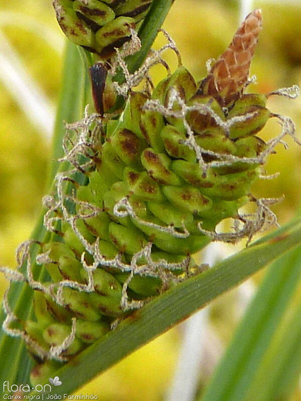 Carex nigra - Flor (close-up) | João Farminhão; CC BY-NC 4.0