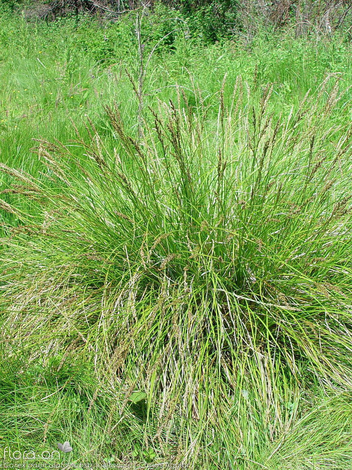Carex paniculata lusitanica - Hábito | Carlos Aguiar; CC BY-NC 4.0