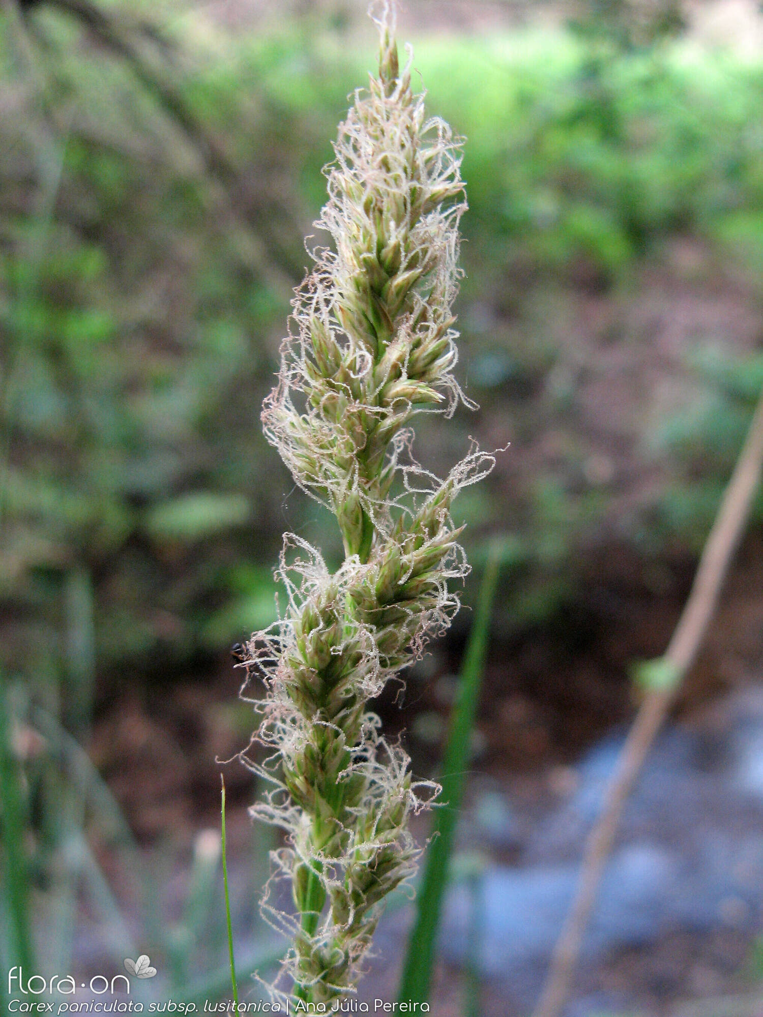 Carex paniculata lusitanica - Flor (geral) | Ana Júlia Pereira; CC BY-NC 4.0