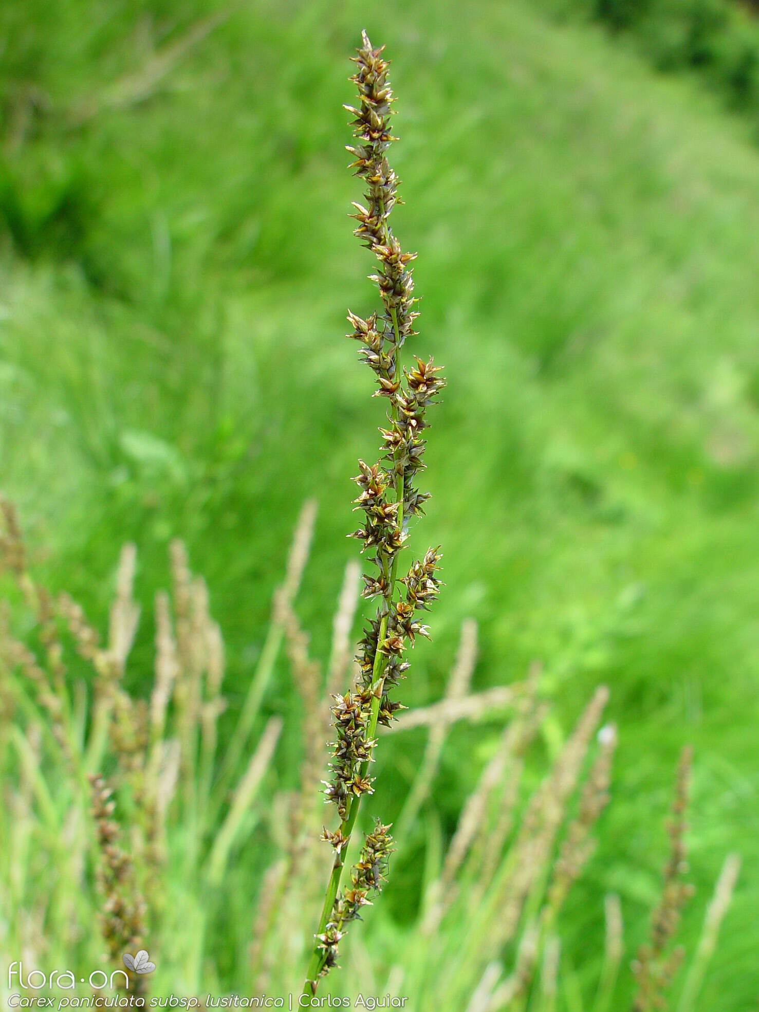 Carex paniculata lusitanica - Flor (geral) | Carlos Aguiar; CC BY-NC 4.0
