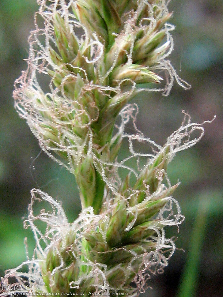 Carex paniculata lusitanica - Flor (close-up) | Ana Júlia Pereira; CC BY-NC 4.0