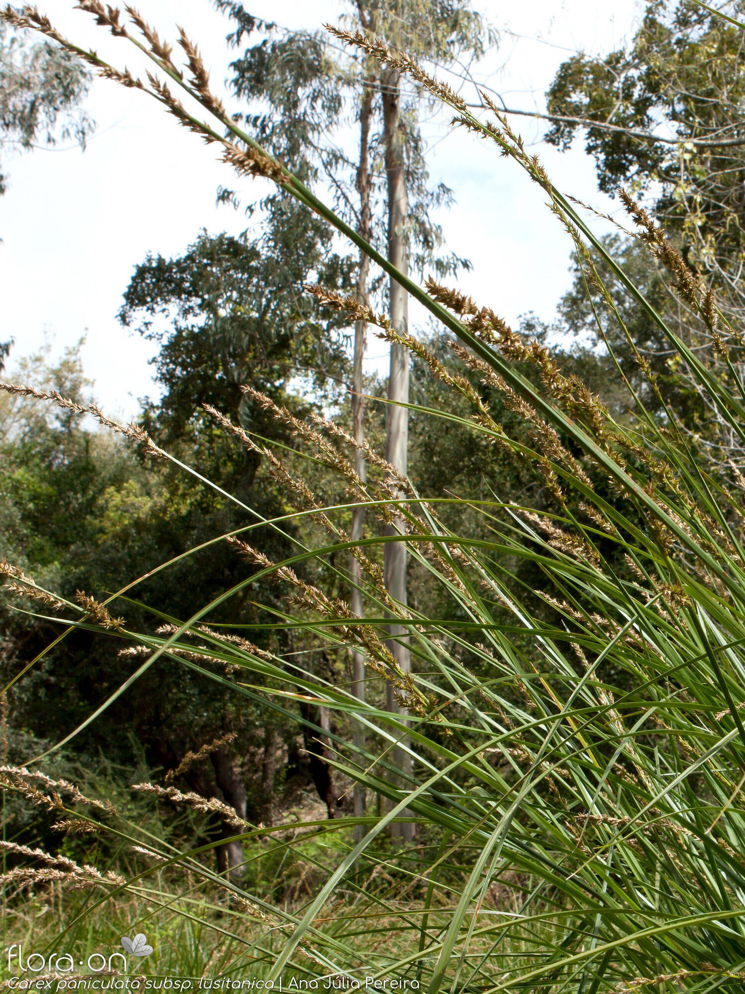 Carex paniculata lusitanica - Hábito | Ana Júlia Pereira; CC BY-NC 4.0
