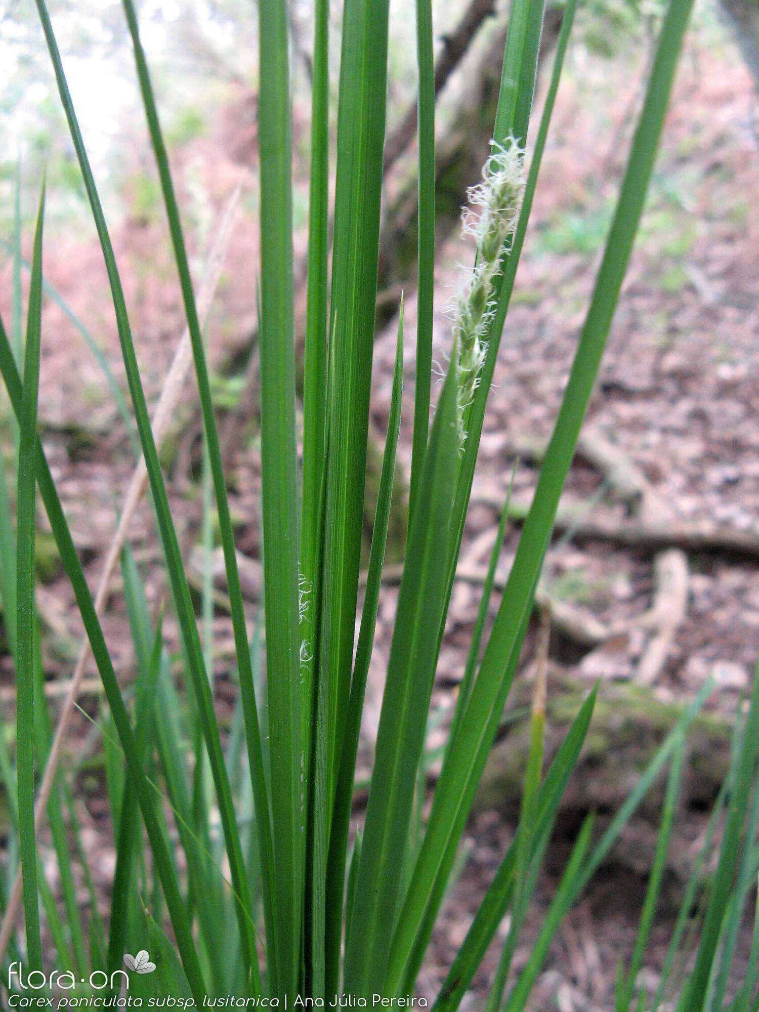 Carex paniculata lusitanica - Folha | Ana Júlia Pereira; CC BY-NC 4.0
