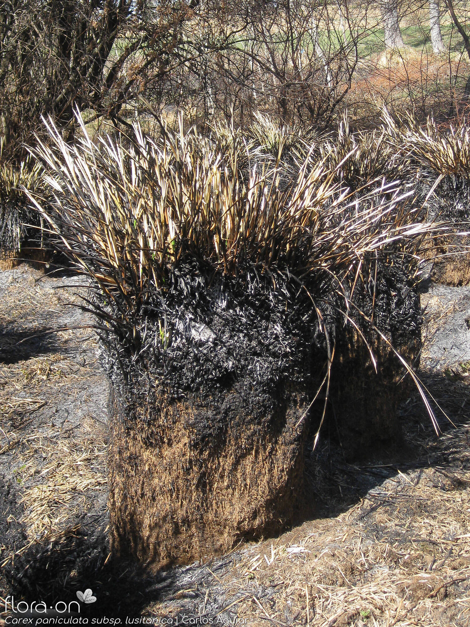 Carex paniculata lusitanica - Hábito | Carlos Aguiar; CC BY-NC 4.0