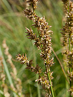 Carex paniculata