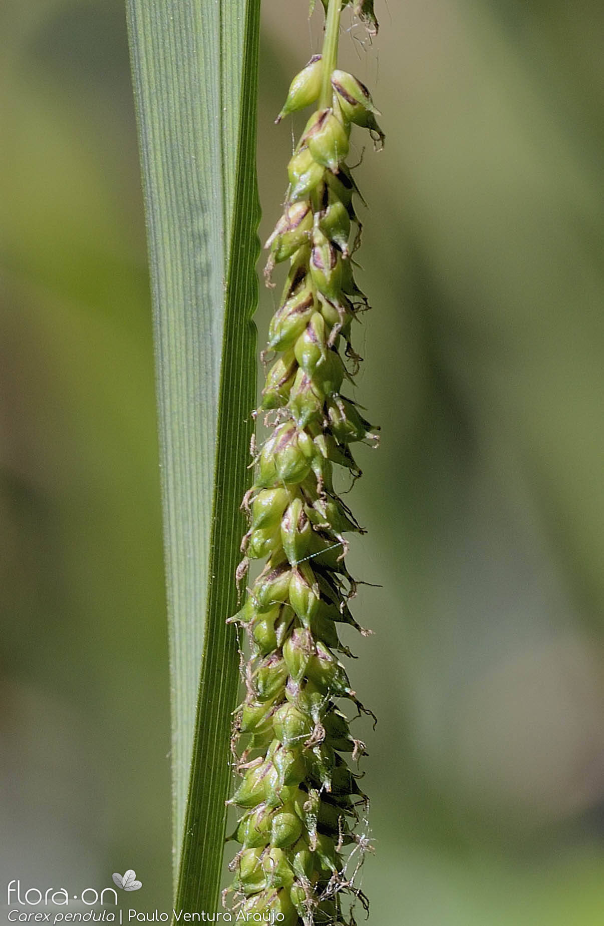 Carex pendula - Flor (close-up) | Paulo Ventura Araújo; CC BY-NC 4.0