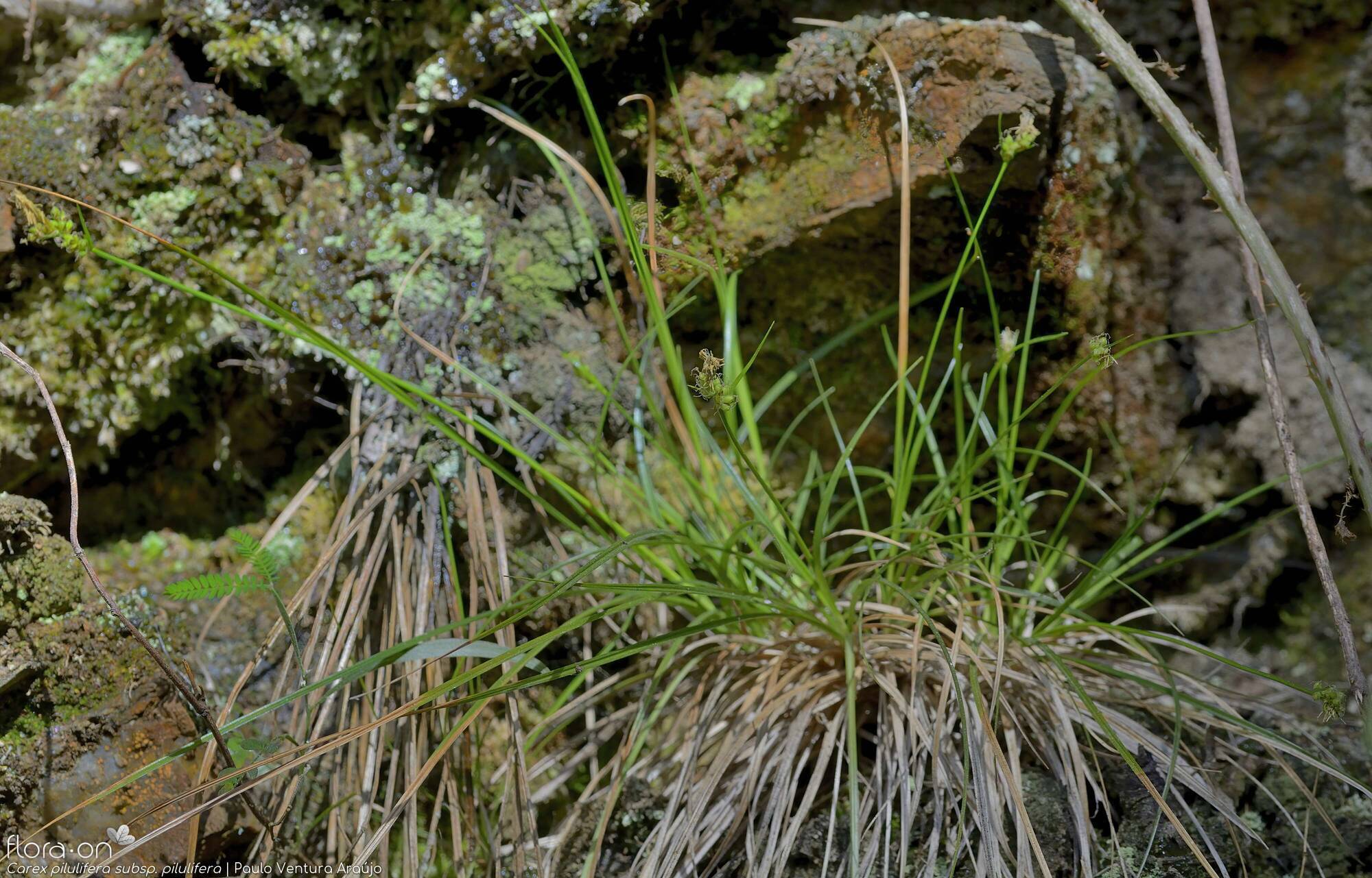 Carex pilulifera pilulifera - Hábito | Paulo Ventura Araújo; CC BY-NC 4.0