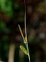 Carex punctata