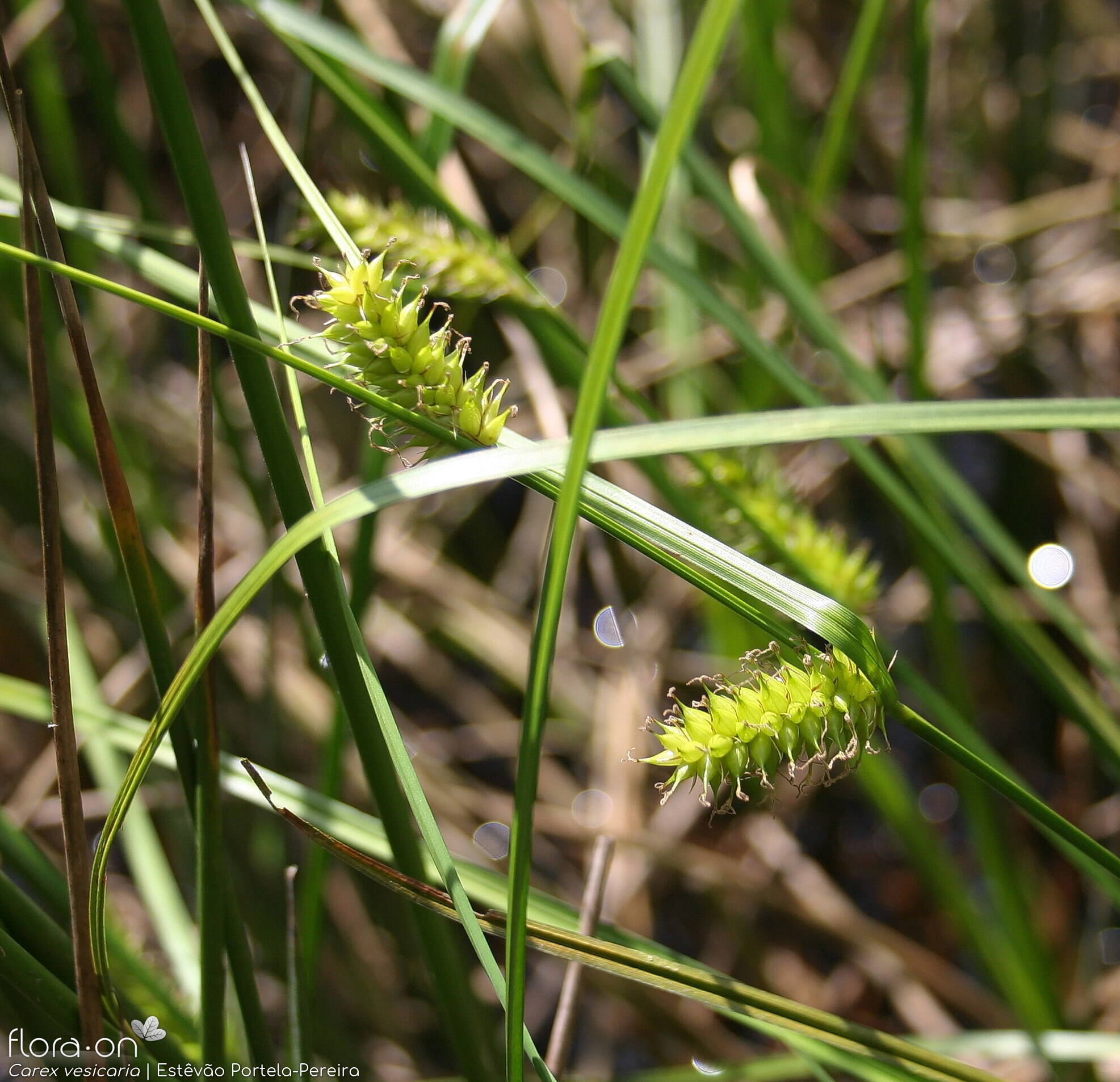 Carex vesicaria - Flor (geral) | Estêvão Portela-Pereira; CC BY-NC 4.0