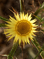 Carlina racemosa
