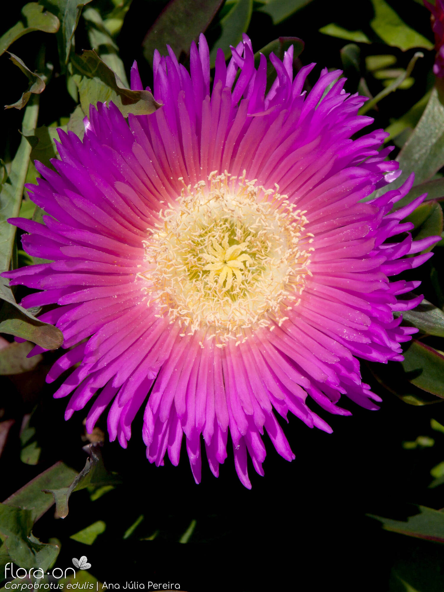 Carpobrotus edulis