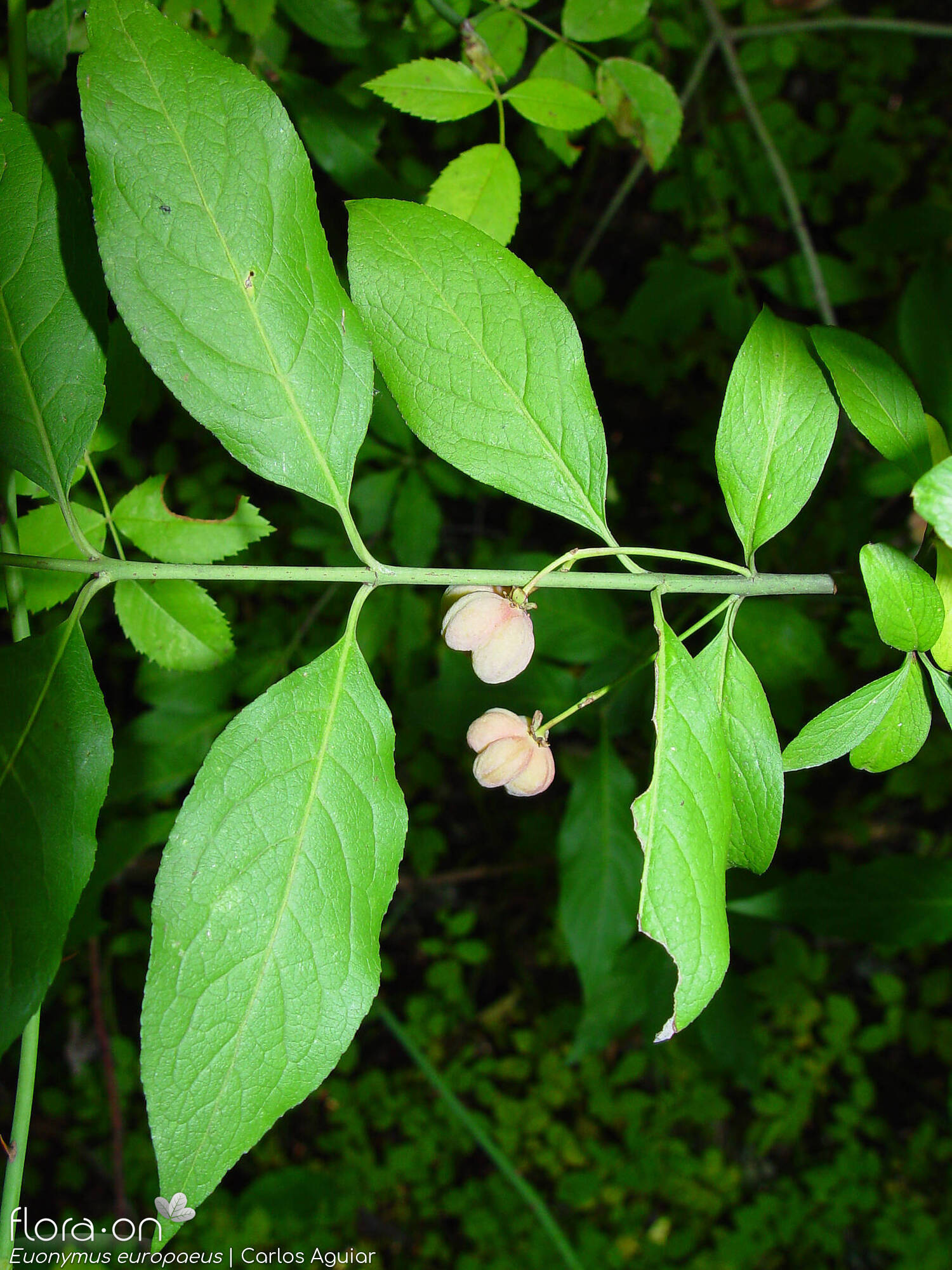 Celastraceae