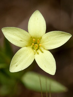 Centaurium maritimum