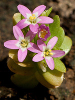 Centaurium tenuiflorum