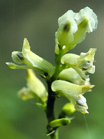 Ceratocapnos claviculata