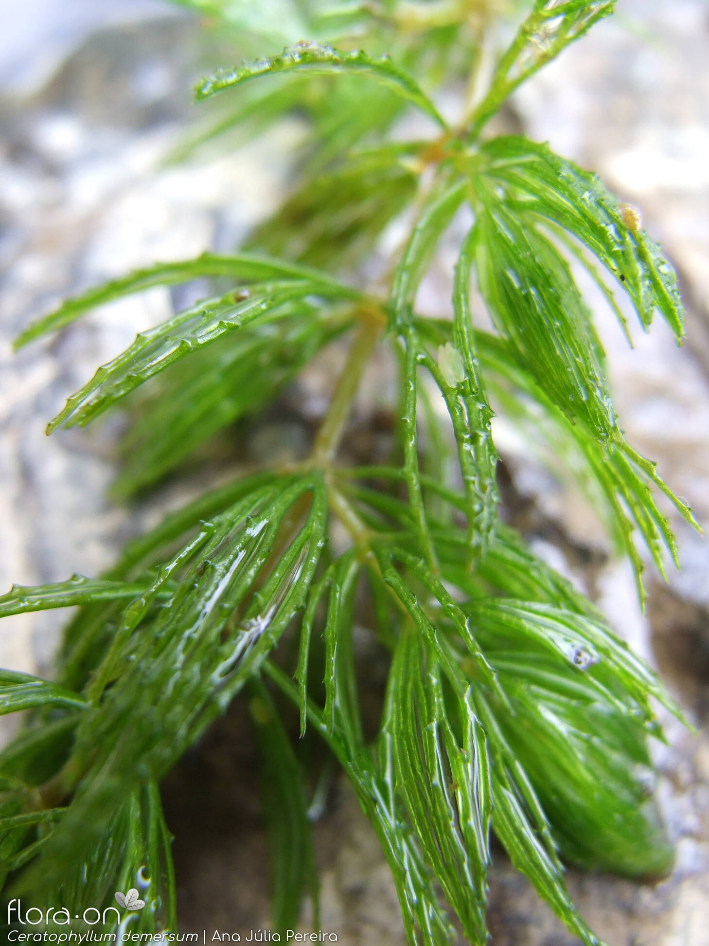Ceratophyllaceae