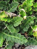 Ceterach officinarum