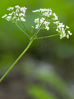 Chaerophyllum temulum