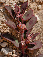 Chamaesyce maculata