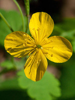 Chelidonium majus
