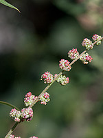 Chenopodium album