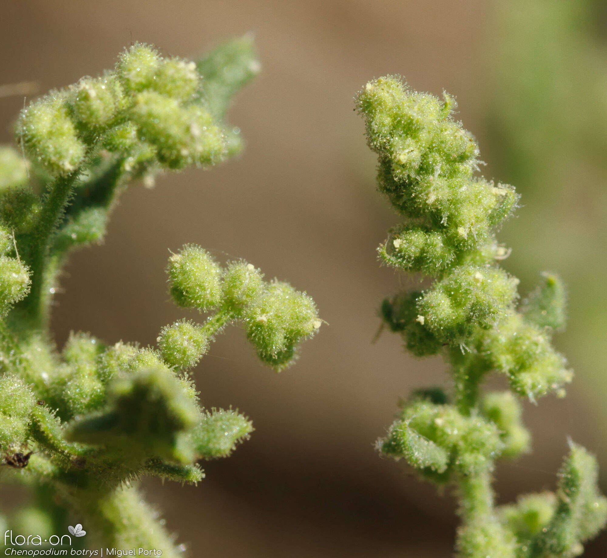 Chenopodium botrys - Flor (close-up) | Miguel Porto; CC BY-NC 4.0