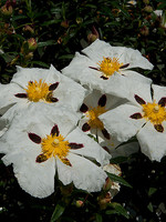 Cistaceae