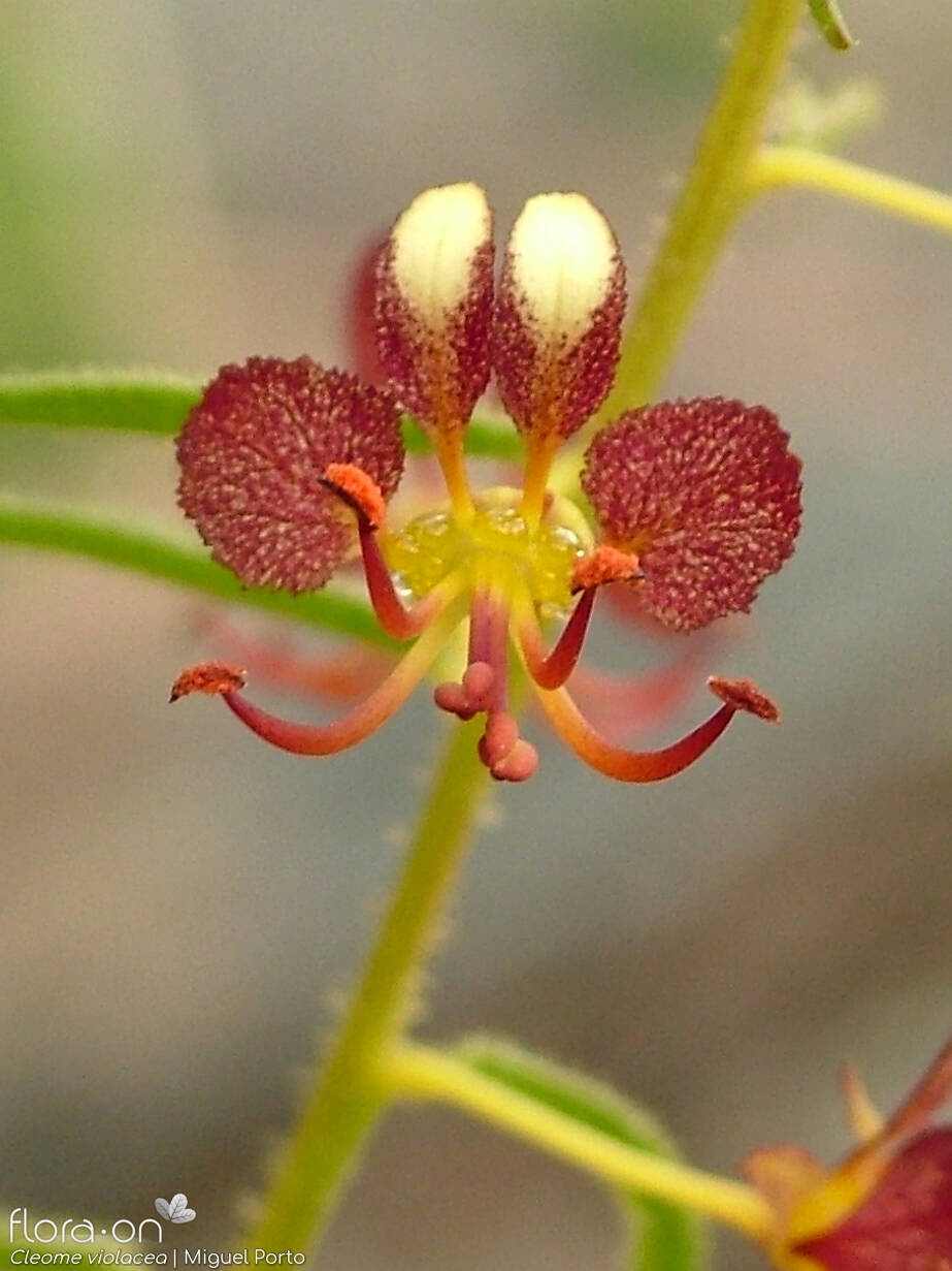 Cleomaceae
