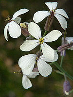 Coincya monensis