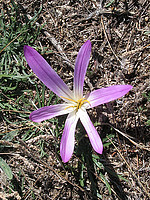 Colchicaceae