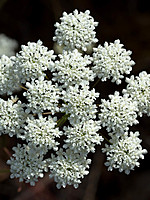 Conopodium majus