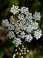 Conopodium marianum