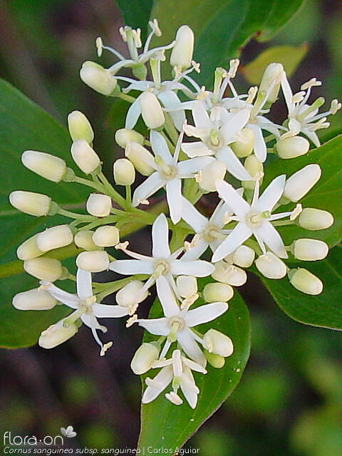 Cornaceae