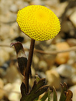 Cotula coronopifolia