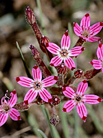 Crassulaceae