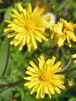 Crepis lampsanoides