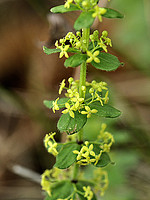 Cruciata glabra