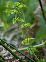 Cruciata laevipes