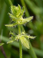 Cruciata pedemontana