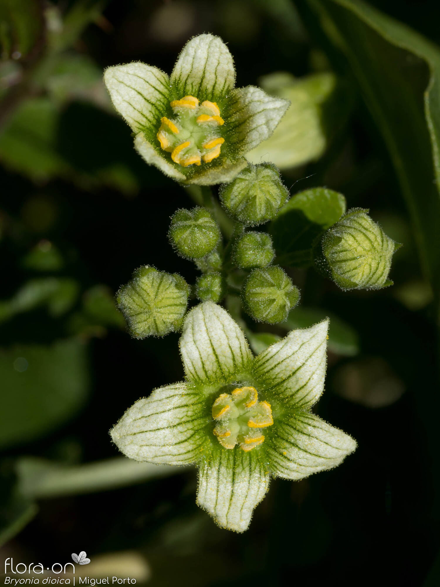 Cucurbitaceae