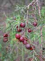 Cupressaceae